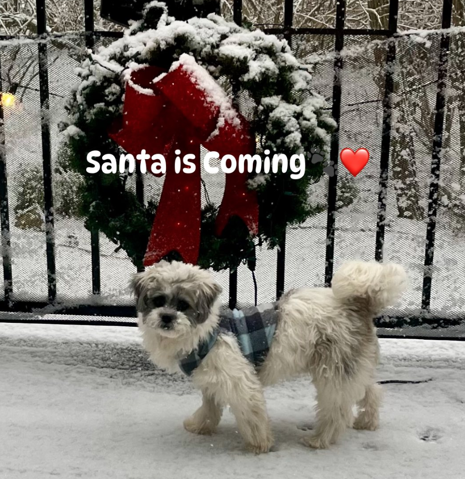 🐶❤️🐶 How to keep your pup active in the winter 🐶❤️🐶