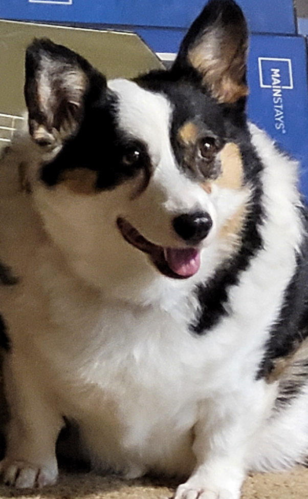 🐶❤️🐶 Keeping Anxious Pups Calm in the Holiday Hubbub  🐶❤️🐶    