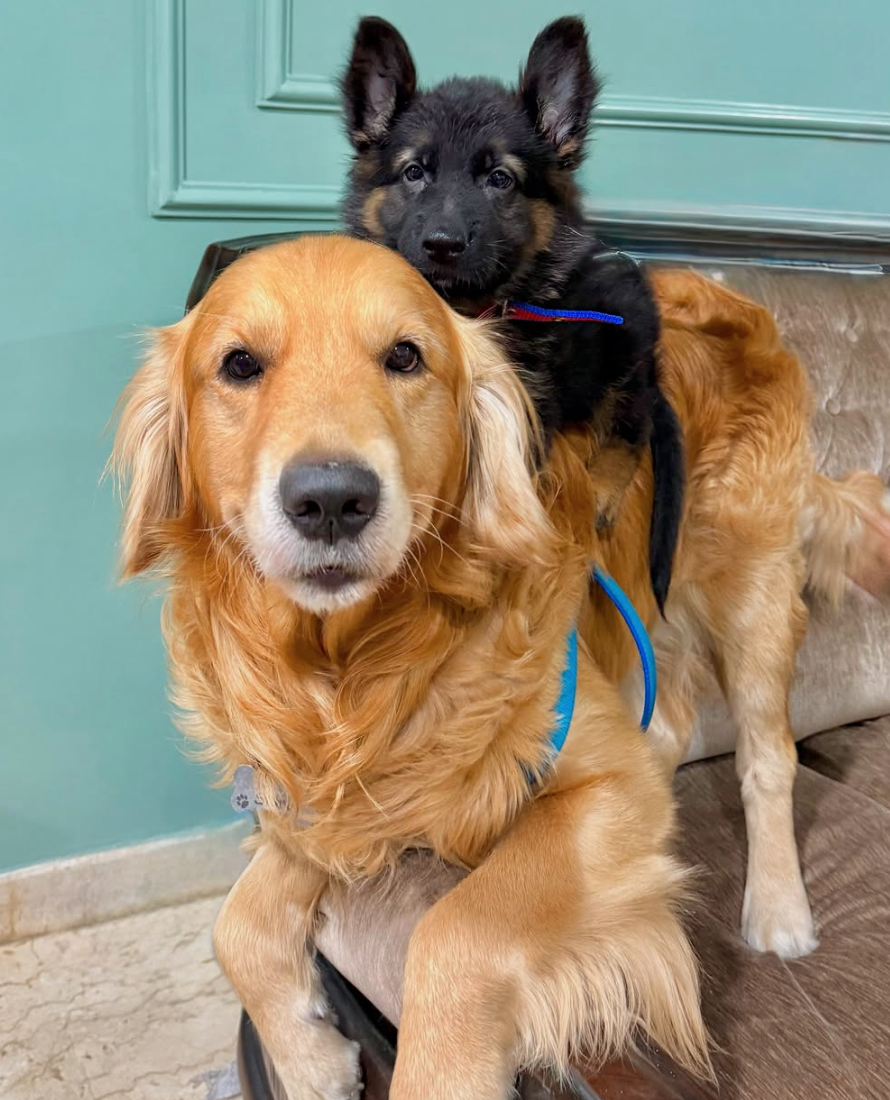 🐶❤️🐶 How to prepare dogs for schedule changes 🐶❤️🐶 