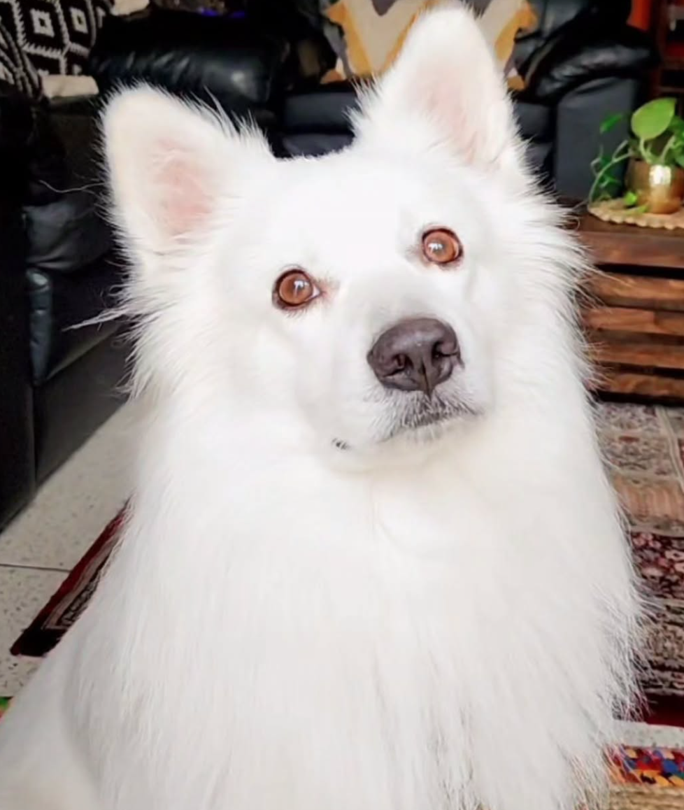 🐶❤️🐶 Why Do Dogs Sneeze When They're Playing? 🐶❤️🐶 