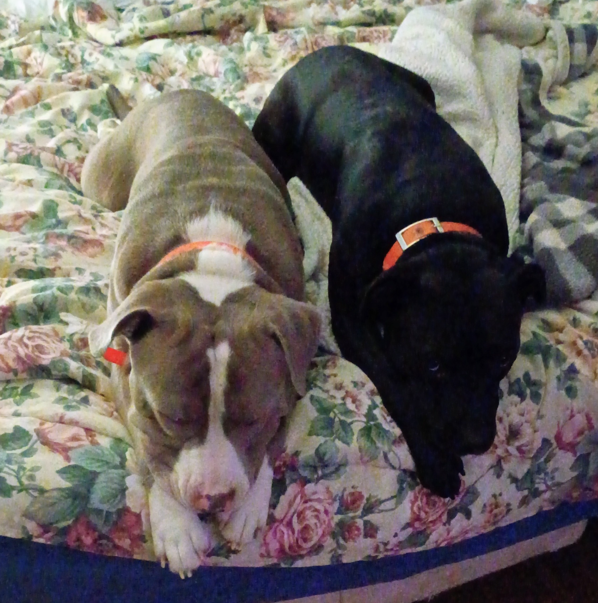 🐶❤️🐶 Why do dogs like to lay on their backs?🐶❤️🐶