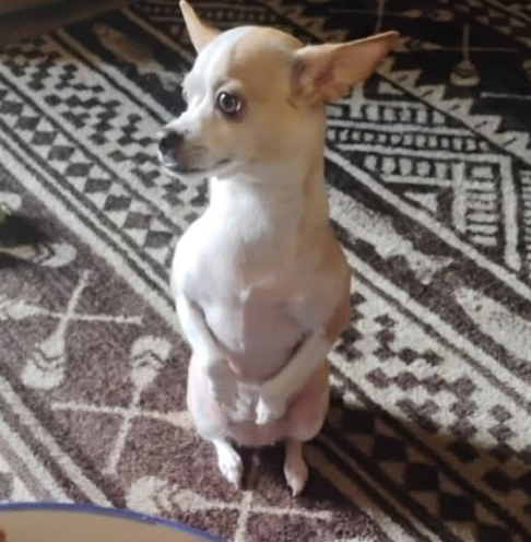 🐶❤️🐶 How often should you bathe your dog? 🐶❤️🐶 