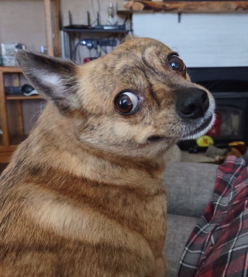 🐶❤️🐶 Do senior dogs growl more as they age? 🐶❤️🐶 