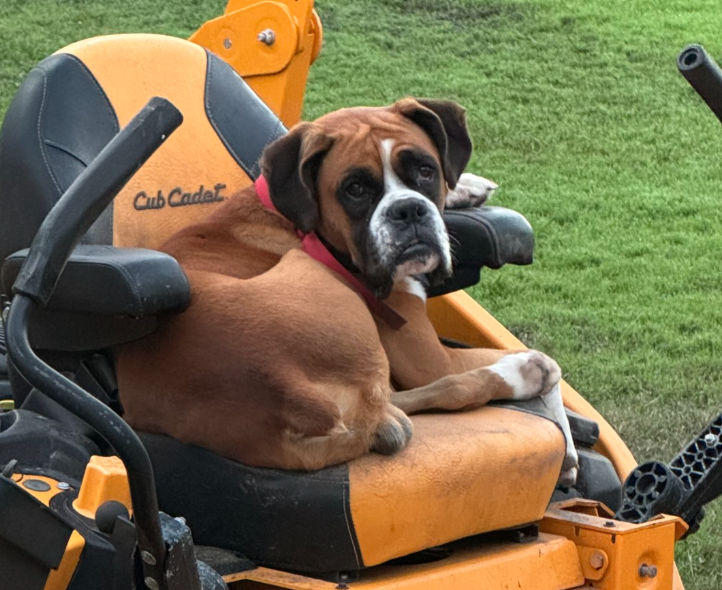 🐶❤️🐶 Why do dogs lick water off of us?🐶❤️🐶 