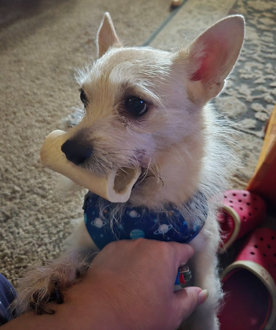 🐶❤️🐶 What is the average annual cost of having a puppy? 🐶❤️🐶 