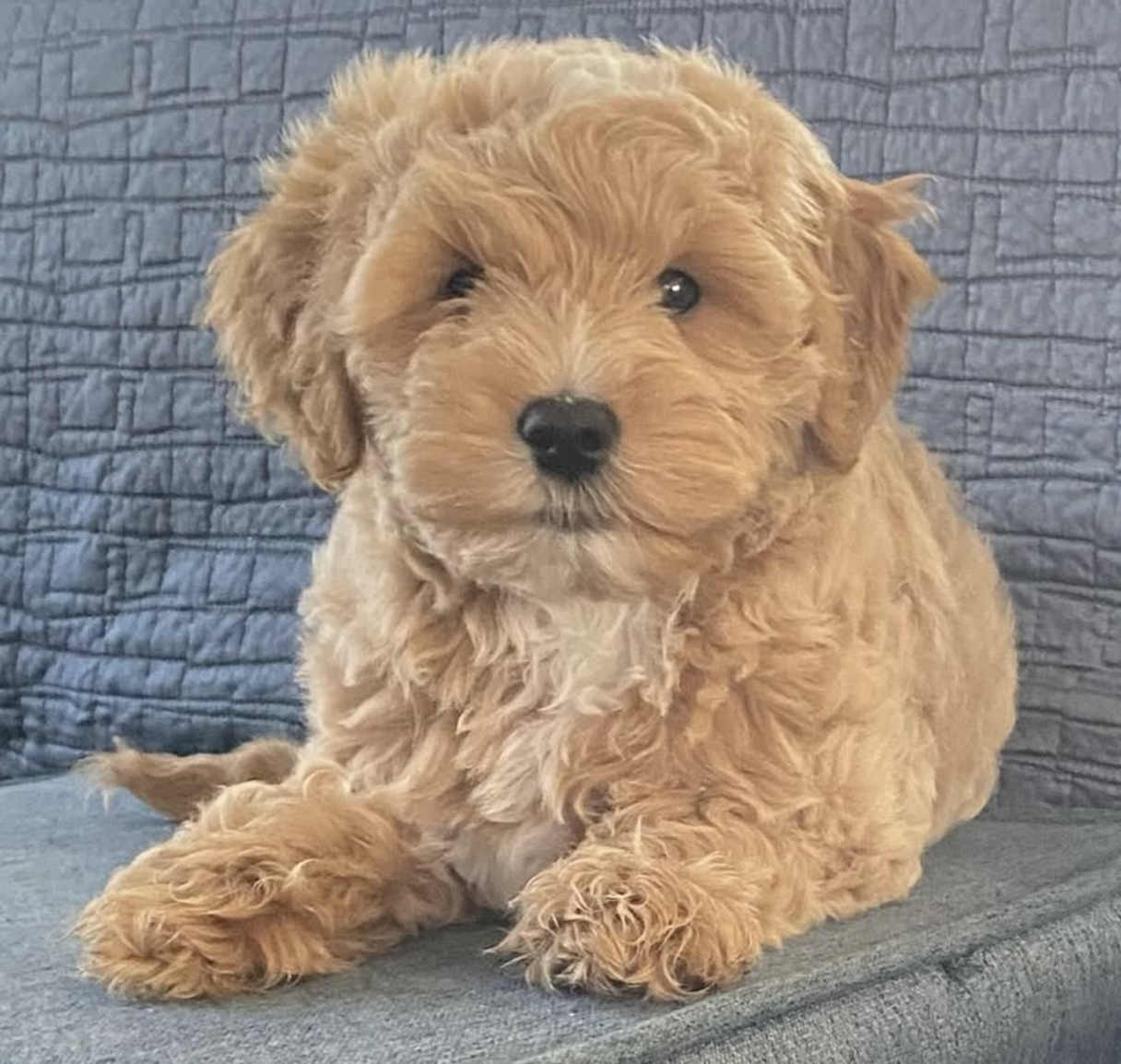 🐶❤️🐶 You're going to love Nala, such a sweet pup! 🐶❤️🐶 