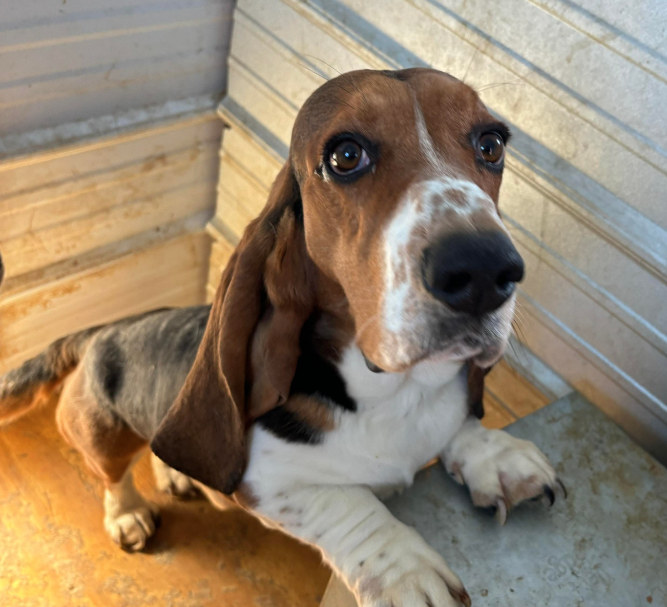 🐶❤️🐶 Do dogs get dry skin in the winter?🐶❤️🐶  