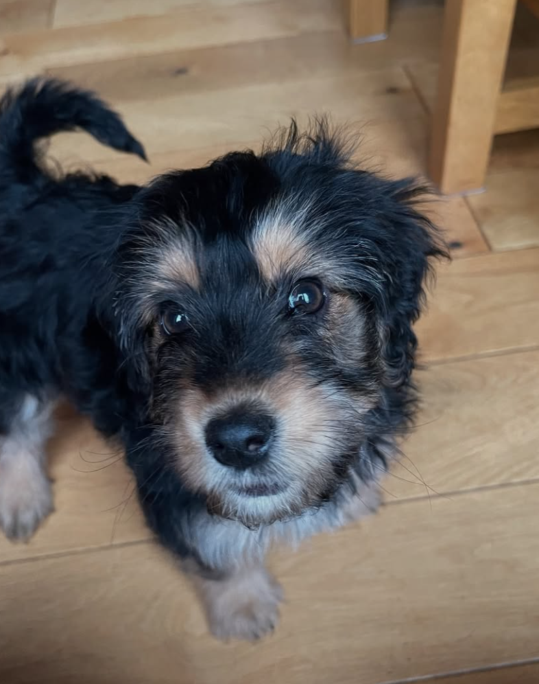 🐶❤️🐶 Where should a new puppy sleep? 🐶❤️🐶 