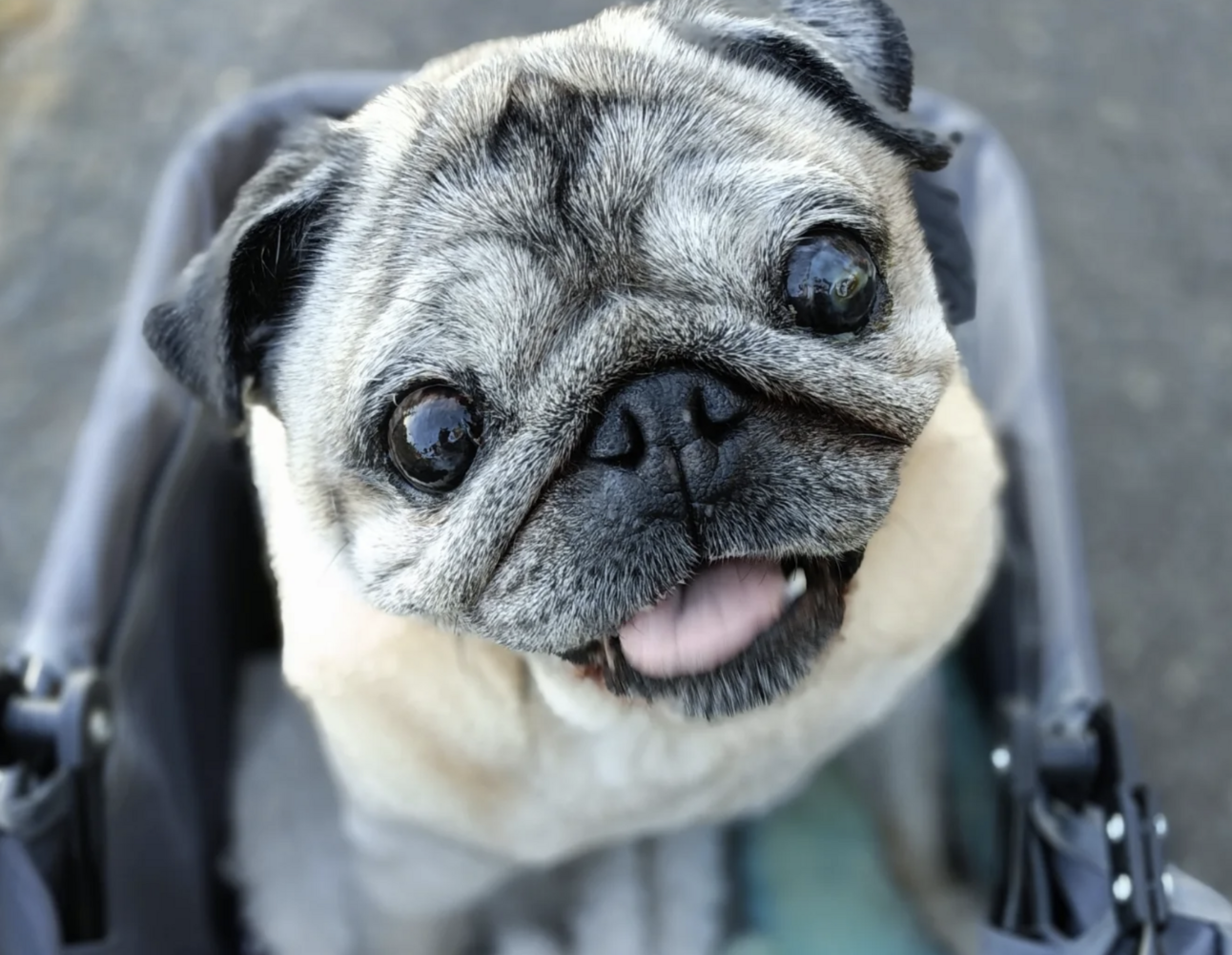 🐶❤️🐶 Why do pups circle before they lie down? 🐶❤️🐶