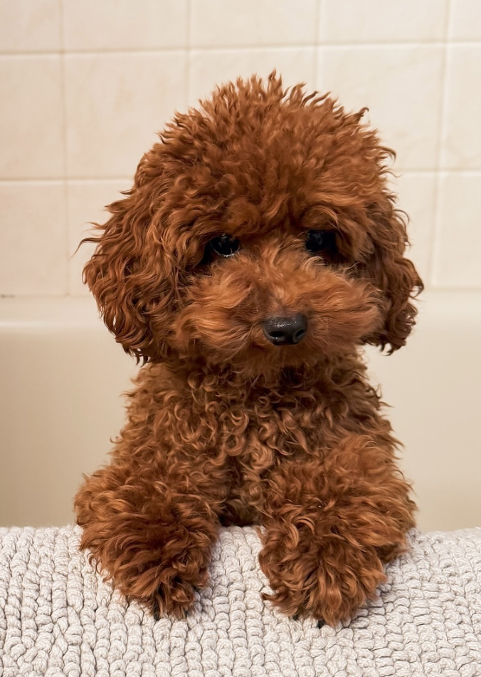 🐶❤️🐶 How do I make my home dog-proof? 🐶❤️🐶 