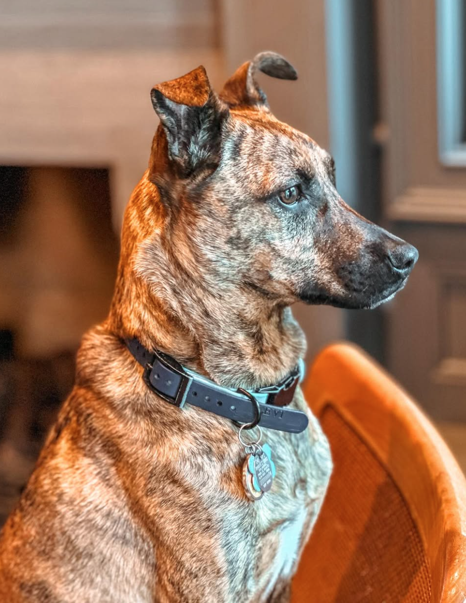 🐶❤️🐶 Are dogs more closely related to wolves or coyotes? 🐶❤️🐶