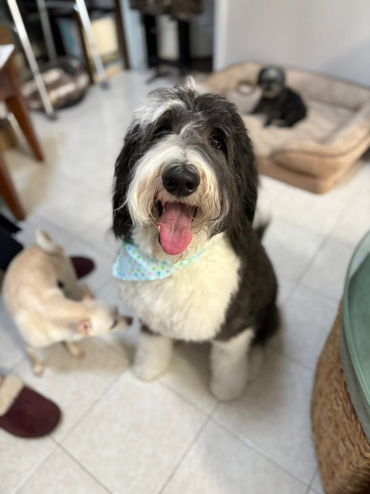 🐶❤️🐶 Can our pups catch our illnesses?  🐶❤️🐶