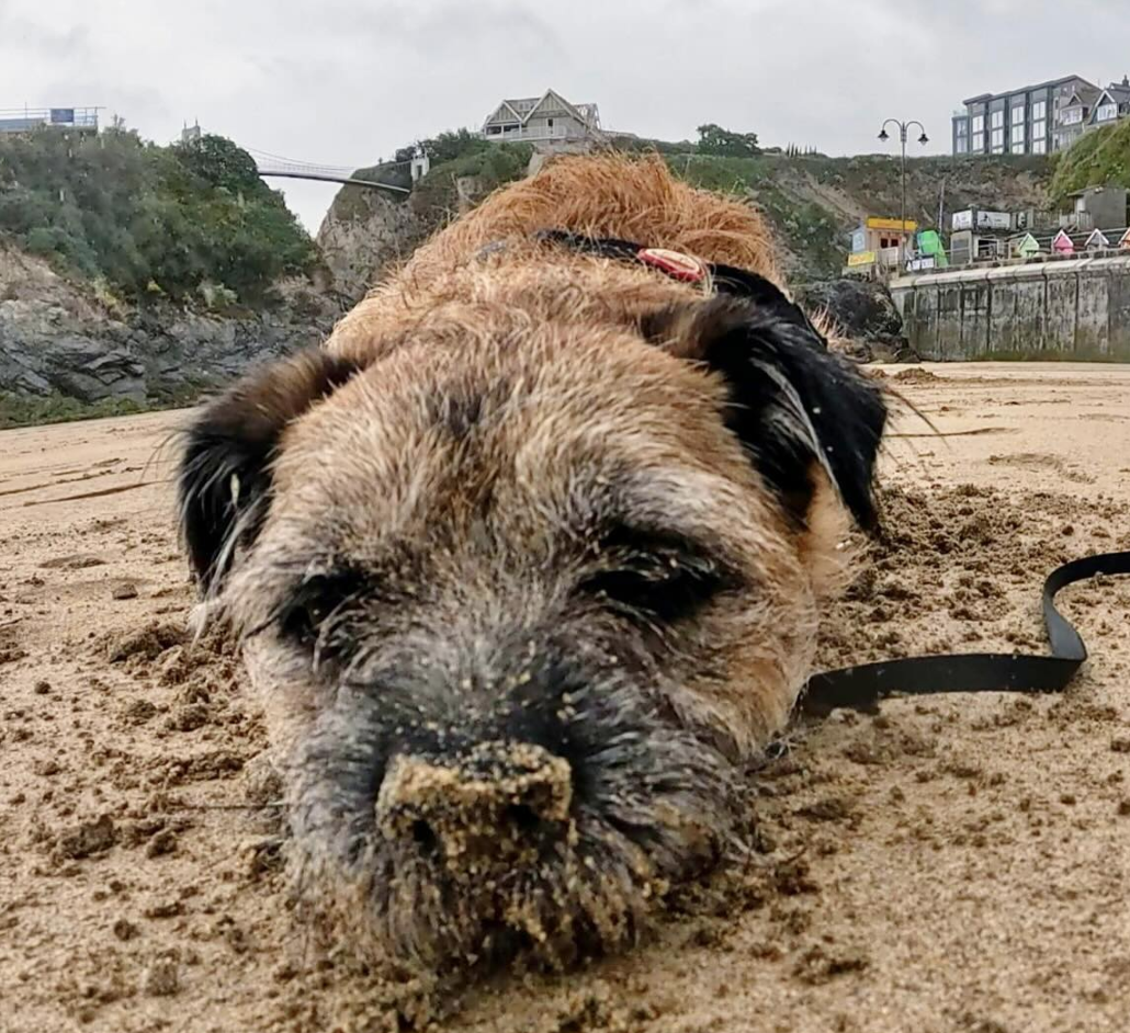🐶❤️🐶 Why does my dog dig in the yard? 🐶❤️🐶