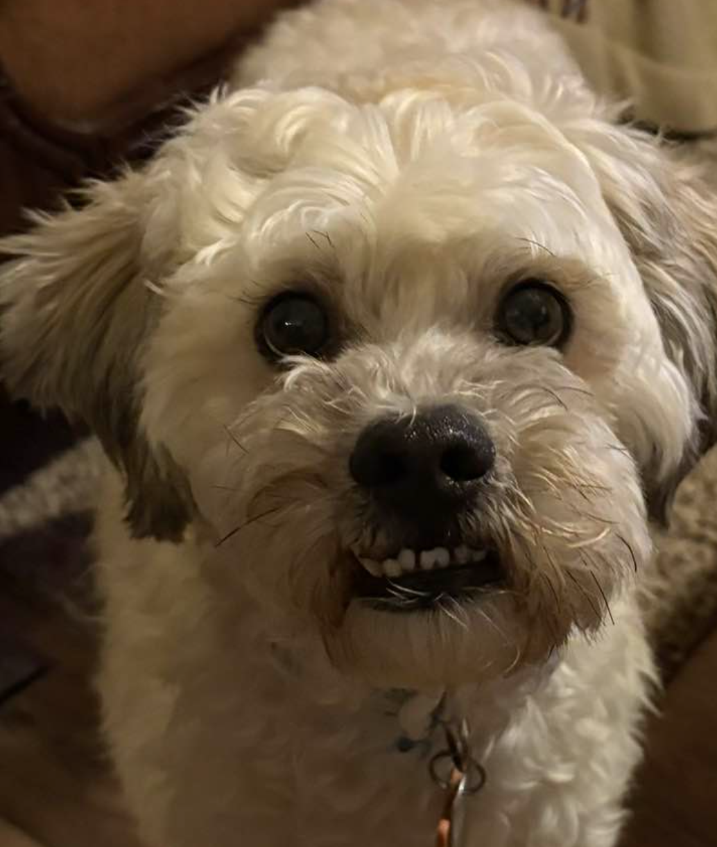 🐶❤️🐶 Why do dogs shake their entire body when they get up? 🐶❤️🐶