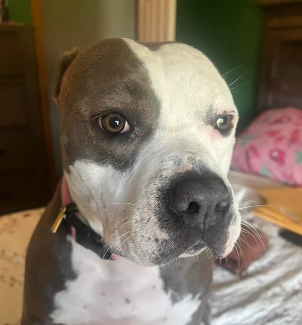 🐶❤️🐶 Do dogs feel loved when we kiss them? 🐶❤️🐶