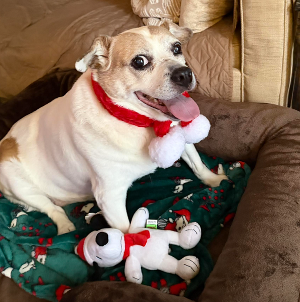 🐶❤️🐶 Why is my dog's nose running? 🐶❤️🐶  