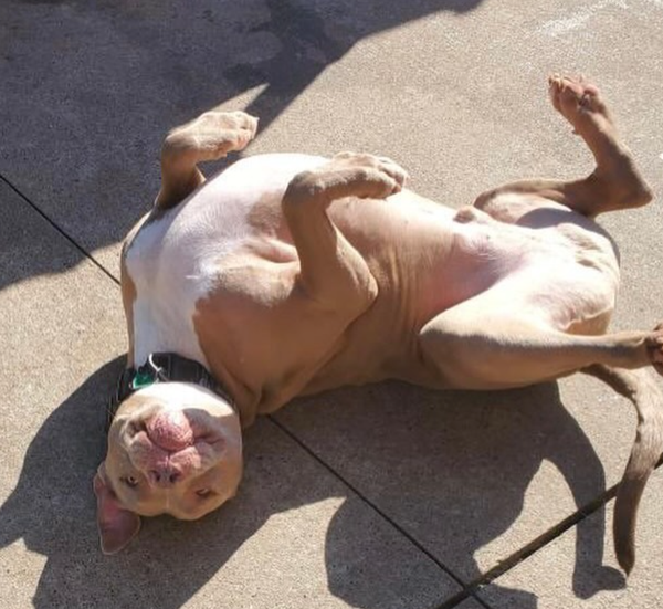 🐶❤️🐶 Why Do Dogs Like Belly Rubs? 🐶❤️🐶