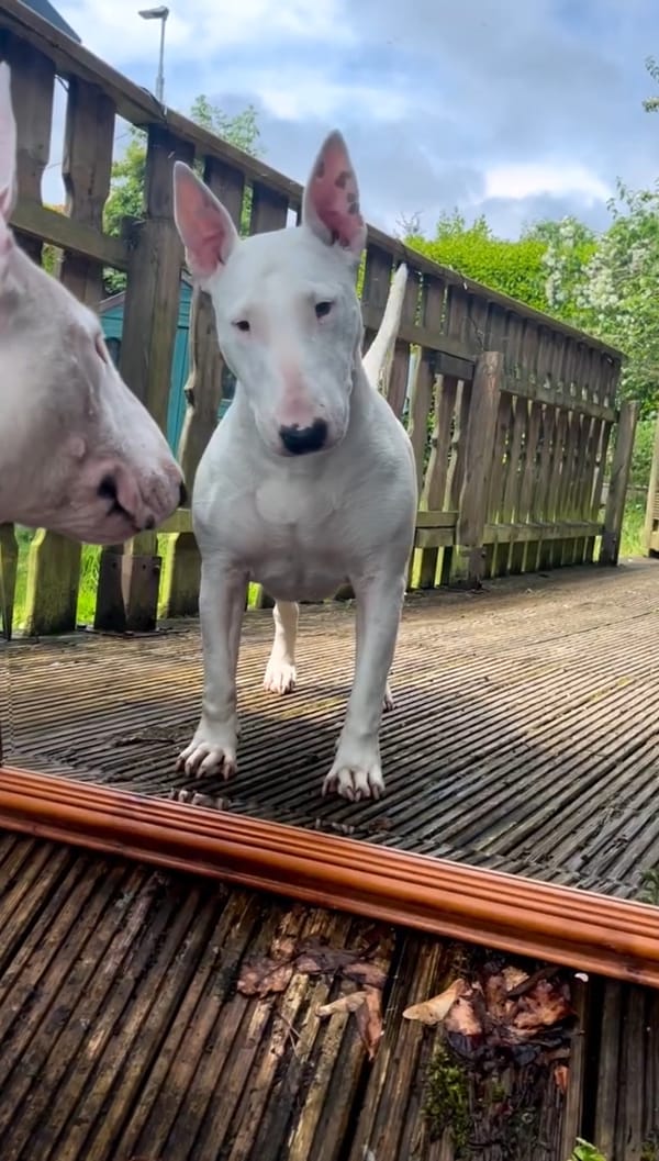 🐶❤️🐶 Why do dogs bark at reflections? 🐶❤️🐶