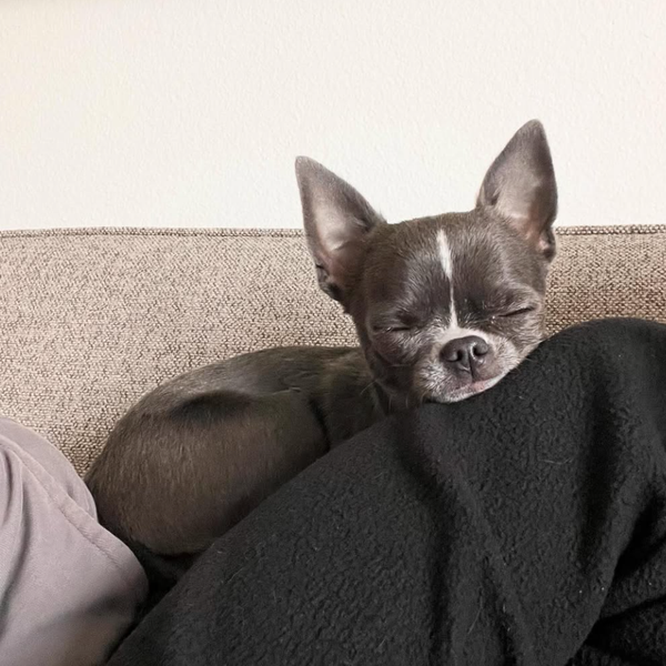 🐶❤️🐶 Do Dogs Dream? 🐶❤️🐶