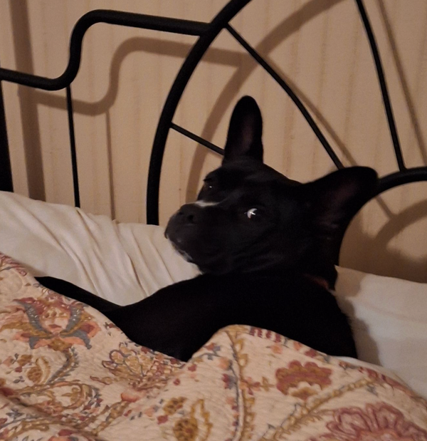 🐶❤️🐶 What does it mean when a dog sighs? 🐶❤️🐶 