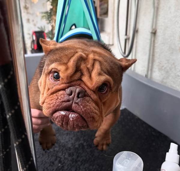 🐶❤️🐶 How Do I Keep My Pup From Biting Their Feet? 🐶❤️🐶 