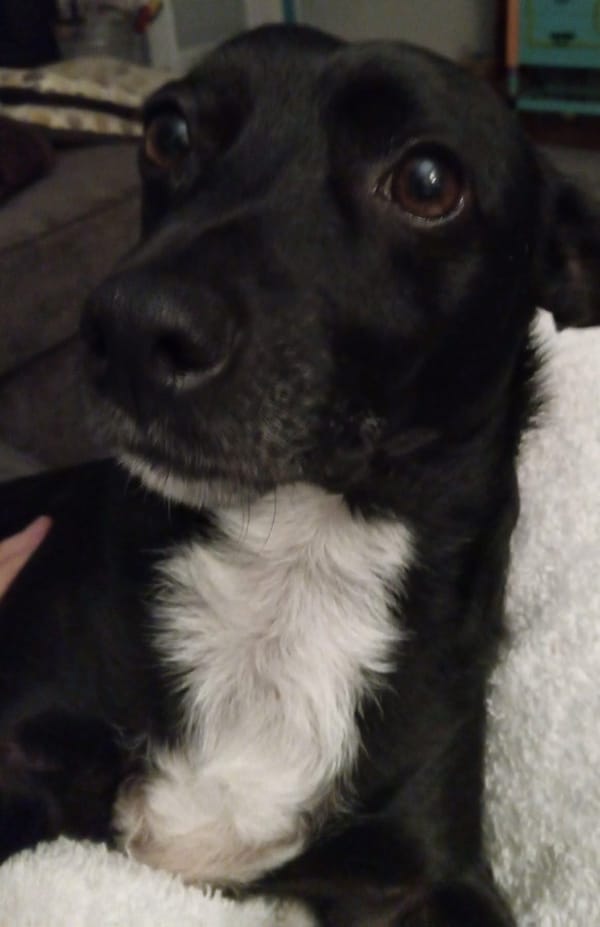 🐶❤️🐶 Why does my anti-social dog like doggy daycare? 🐶❤️🐶