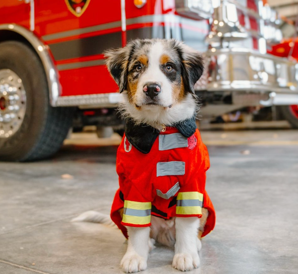 🐶❤️🐶 This brave pup looks like a real hero! 🐶❤️🐶   