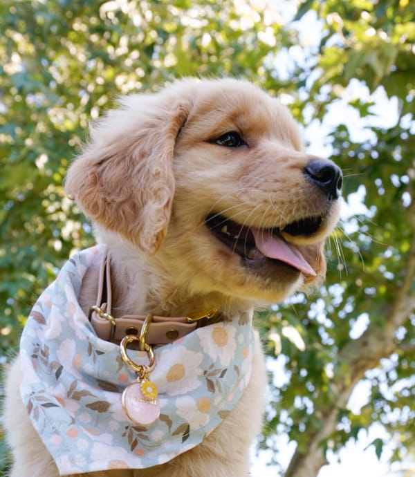 🐶❤️🐶 What Does A Boof Sound Mean?🐶❤️🐶