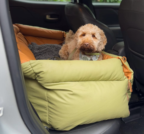 🐶❤️🐶 Traveling with Your Dog: Tips for a Smooth and Safe Journey 🐶❤️🐶
