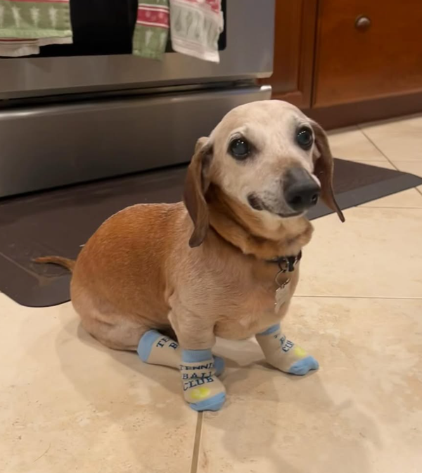 🐶❤️🐶 How do I care for my dog's teeth naturally? 🐶❤️🐶 