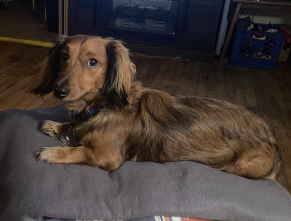 🐶❤️🐶 Why do dogs' tongues sometimes hang out of their mouth? 🐶❤️🐶 