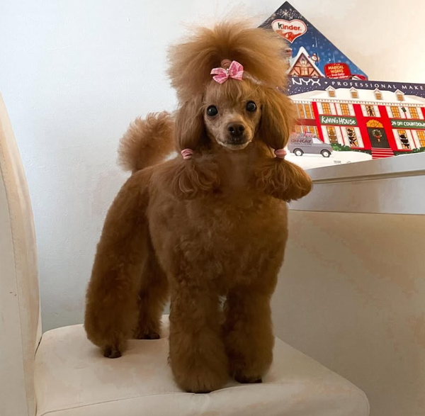 🐶❤️🐶 How can I make grooming less stressful for my dog? 🐶❤️🐶