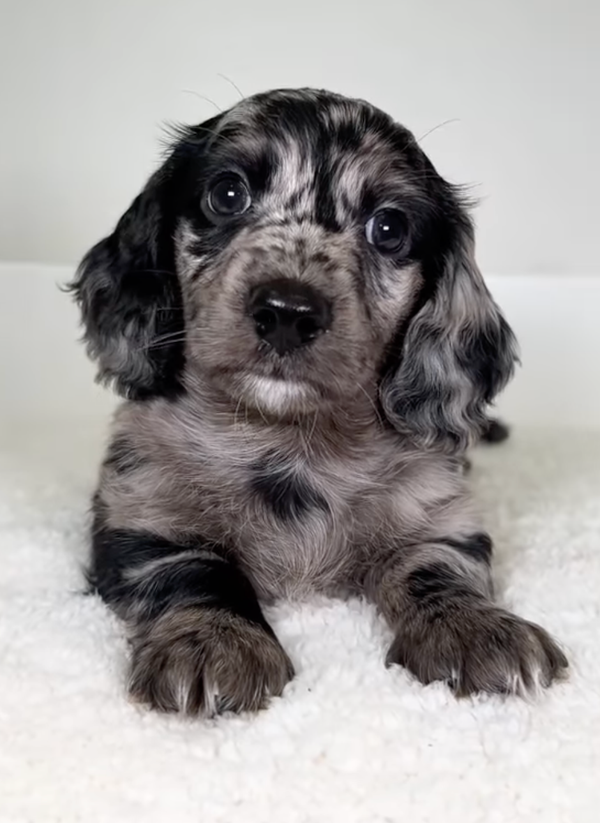 🐶❤️🐶 You're going to love Wiggles! 🐶❤️🐶  