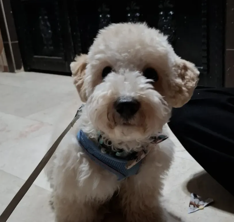 🐶❤️🐶 Myth Busting: Only Dogs with Upset Tummies Eat Grass 🐶❤️🐶 