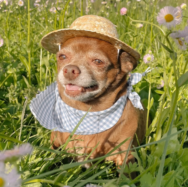 🐶❤️🐶 Why is your dog shaking?🐶❤️🐶