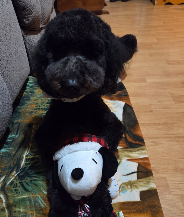 🐶❤️🐶 Reducing separation anxiety when returning to post-holiday work  🐶❤️🐶    