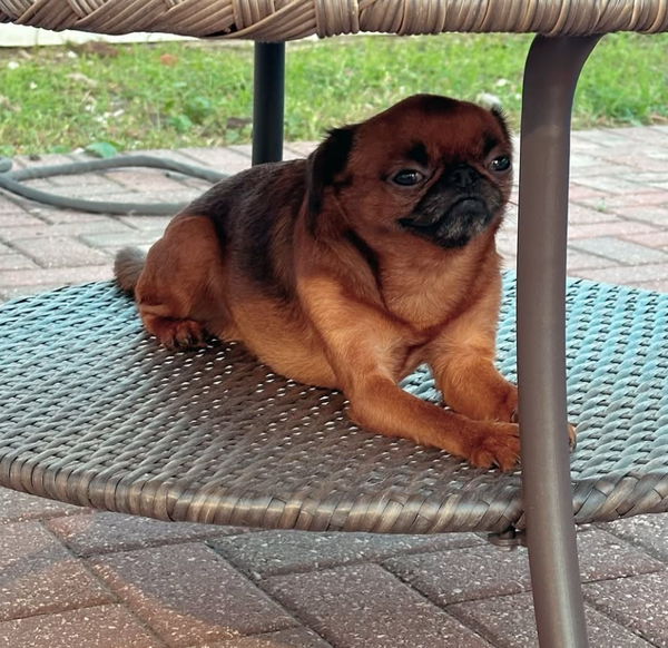 🐶❤️🐶 What are the most common behavioral problems in dogs? 🐶❤️🐶 