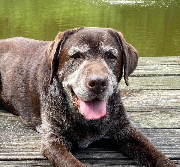 🐶❤️🐶 What are the signs of arthritis in dogs? 🐶❤️🐶