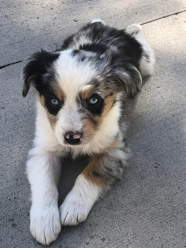 🐶❤️🐶 Meet Juniper, she's a stunning pup! 🐶❤️🐶 