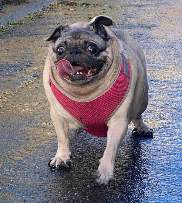 🐶❤️🐶 Why does my dog sleep so much? 🐶❤️🐶