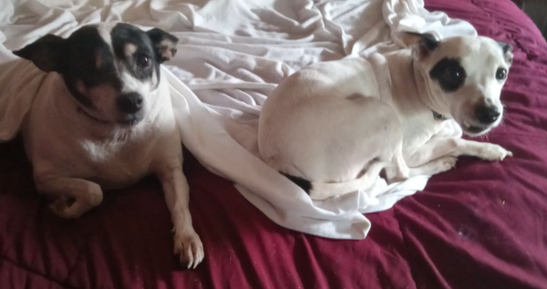 🐶❤️🐶 Why does the size of a dog affect its lifespan?🐶❤️🐶