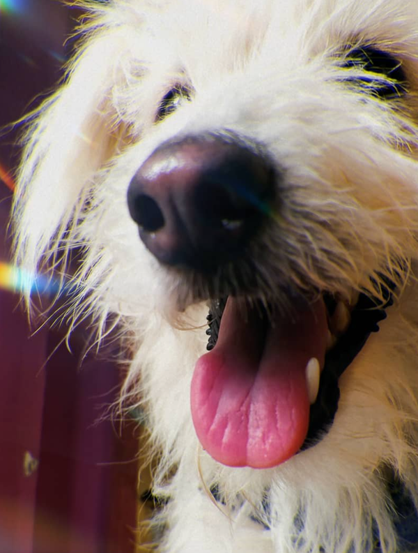 🐶❤️🐶 Why does my pup always try to lick my mouth? 🐶❤️🐶