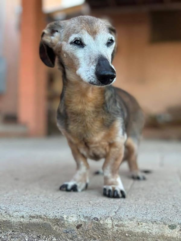 🐶❤️🐶 Ways to help your dog live longer 🐶❤️🐶  