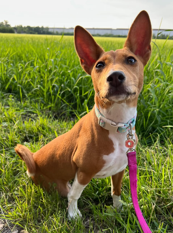 🐶❤️🐶 What are some of the oldest dog breeds? 🐶❤️🐶 