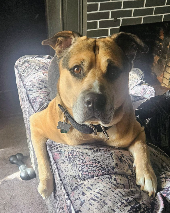 🐶❤️🐶 The Most Popular Dog Breeds of 2025 🐶❤️🐶 