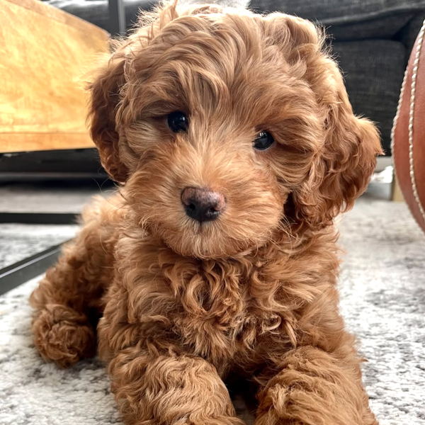 🐶❤️🐶 Can you believe how sweet this lil guy is? 🐶❤️🐶   