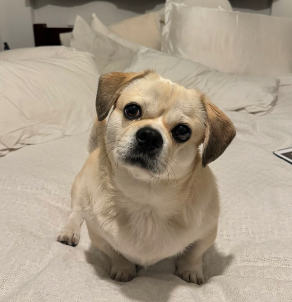 🐶❤️🐶 Don't miss our ADORABLE dog of the day! 🐶❤️🐶 