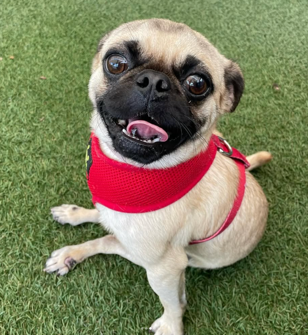 🐶❤️🐶 This is a very lucky doggo! 🐶❤️🐶    