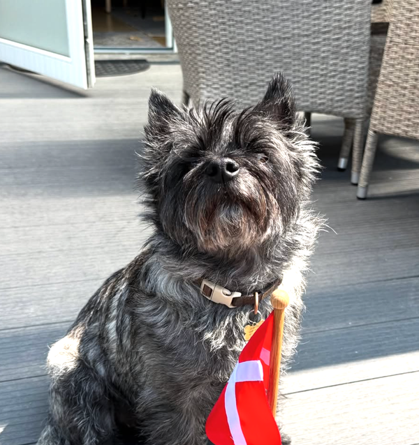 🐶❤️🐶 Who was Terry, the pup behind Toto? 🐶❤️🐶