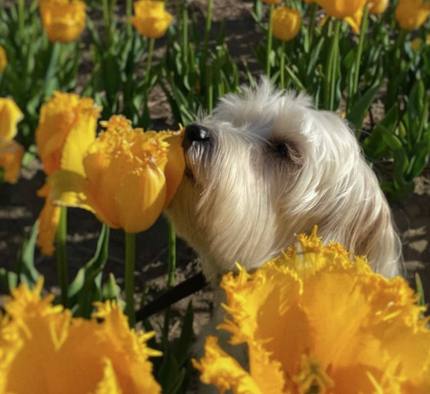 🐶❤️🐶 Why do dogs run if they get offleash? 🐶❤️🐶 